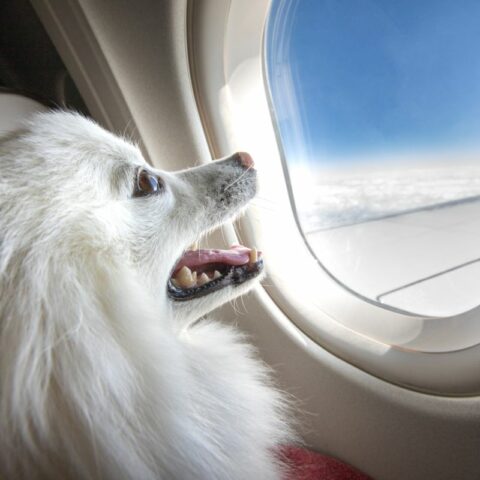 11 Most Pet Friendly Airlines