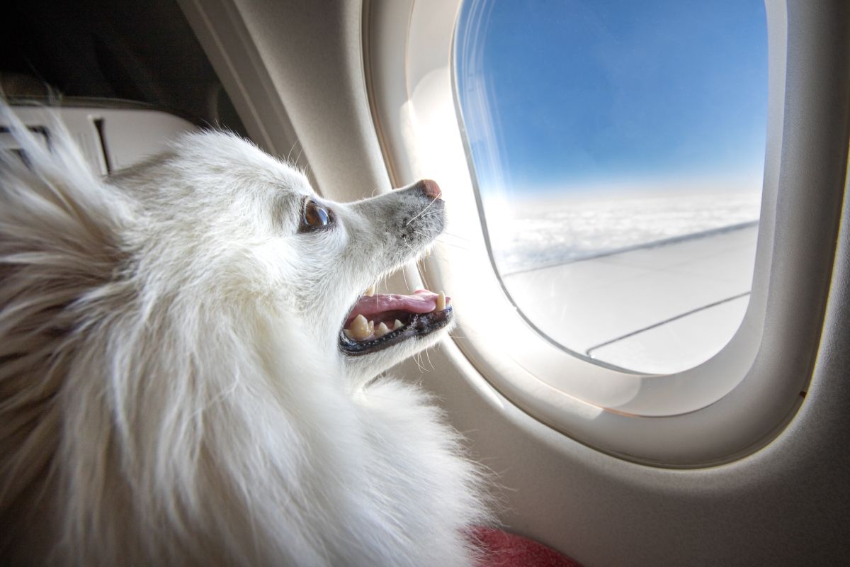 11 Most Pet Friendly Airlines