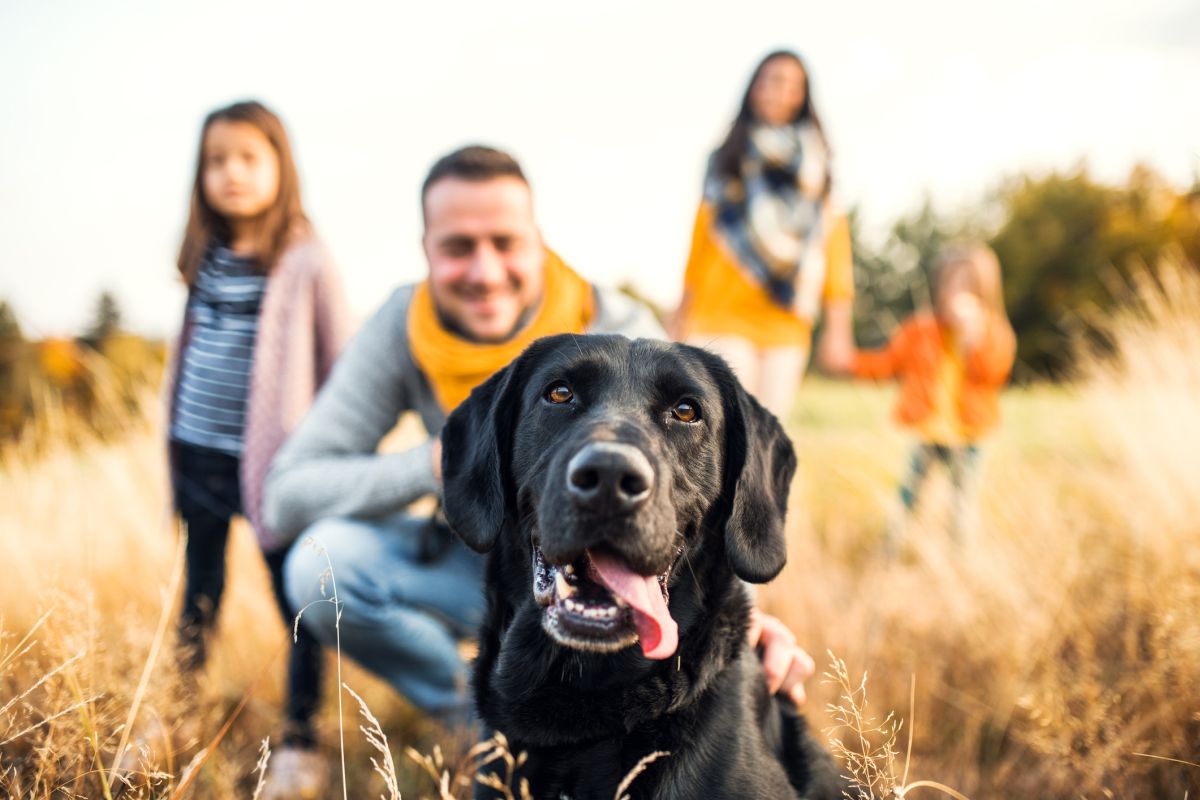 13 Best Family Dogs for Homes with Kids