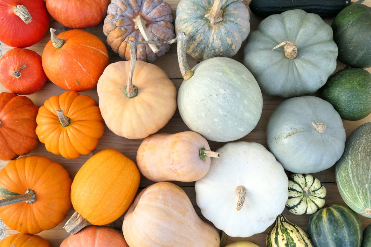 13 Different Types of Squash and How to Identify Them