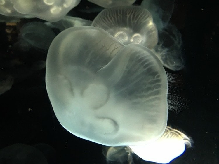JellyFish at Tn aquarium