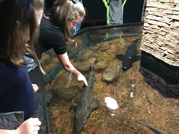 Tennessee Aquarium River Exhibit