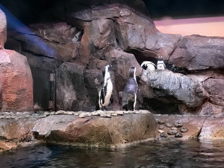 Penguins at GA Aquarium