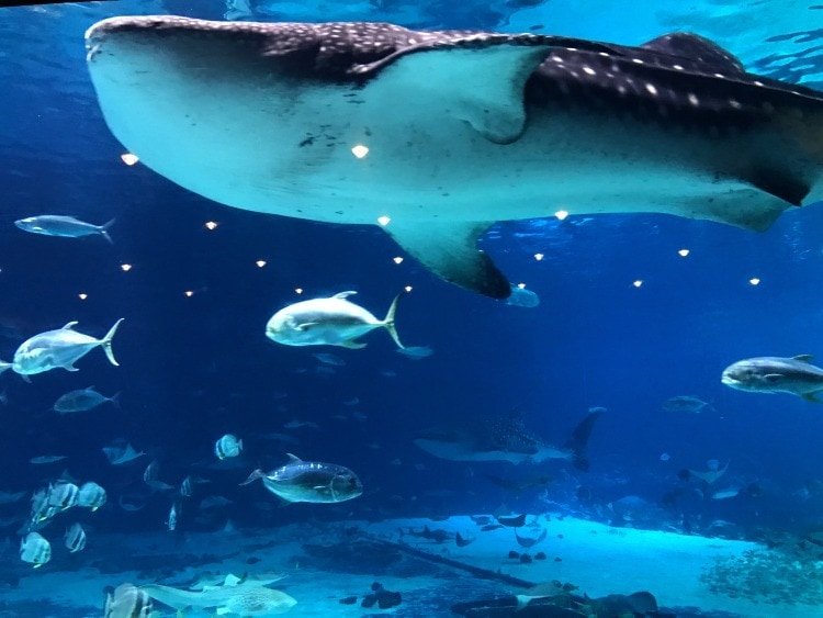 Baluga Whales Aquarium