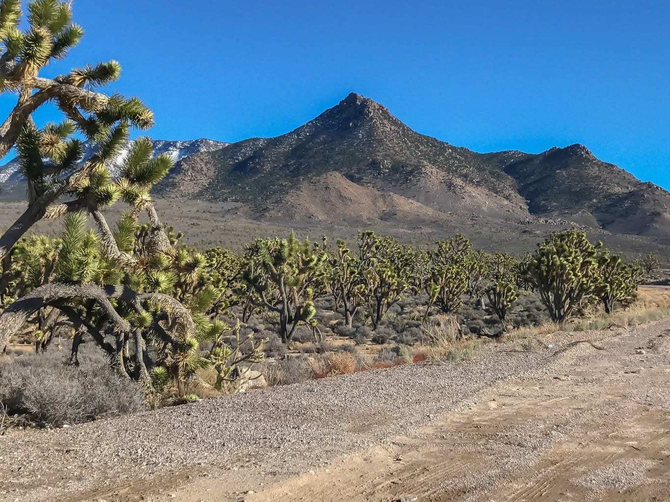 Joshua Trees in Arizona