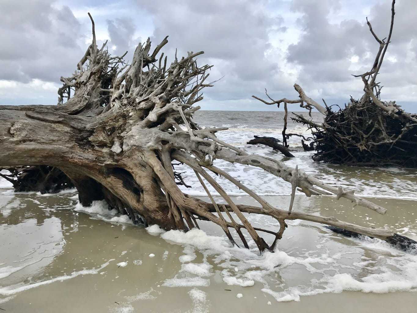 driftwood-beach-2