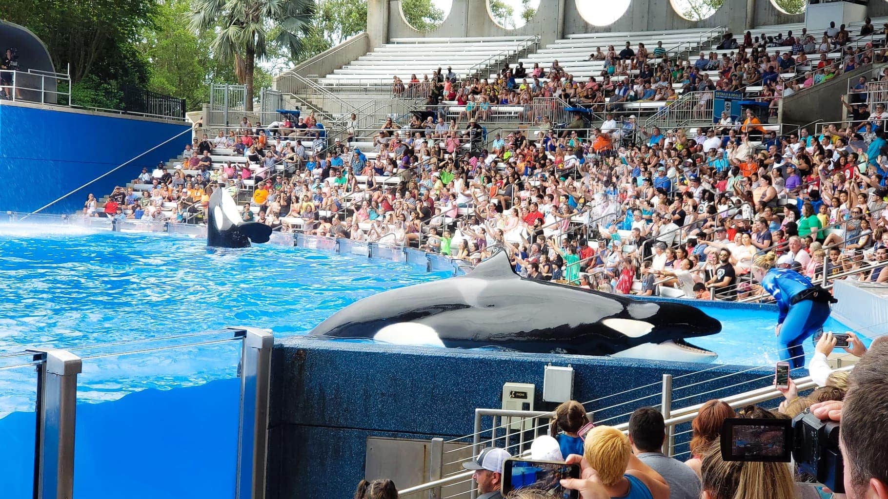 Killer Whale Show at Sea World