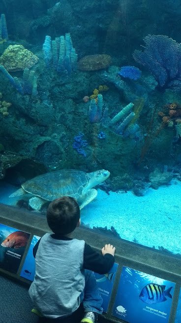 Aquarium of the Pacific 2