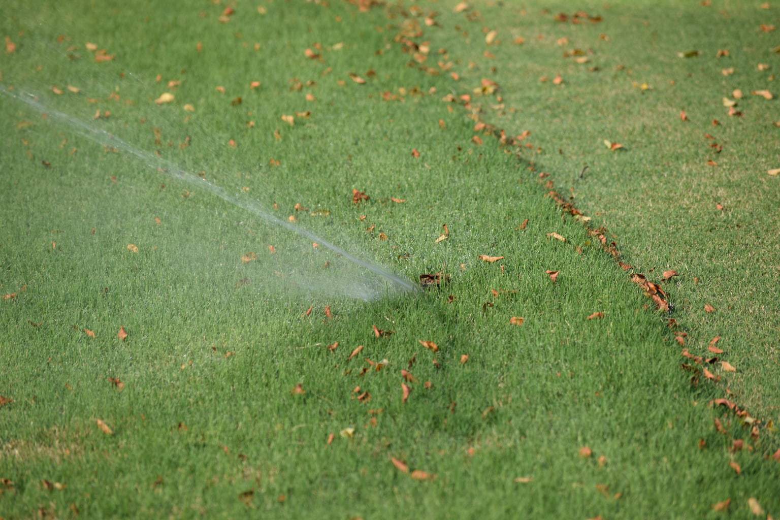 Best Time To Water Your Grass