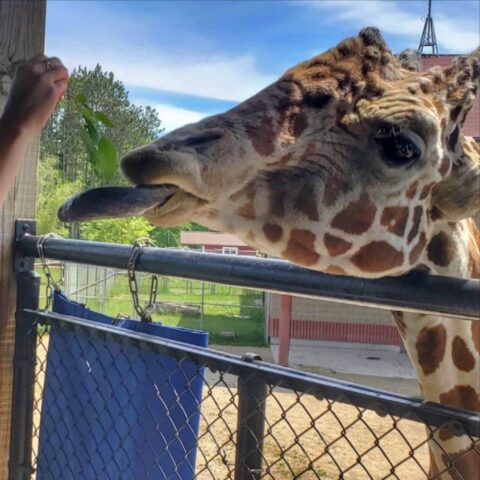 Feed the giraffes at the Green Bay zoo with your kids