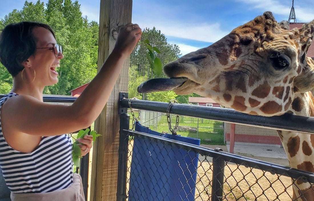 Feed the giraffes at the Green Bay zoo with your kids