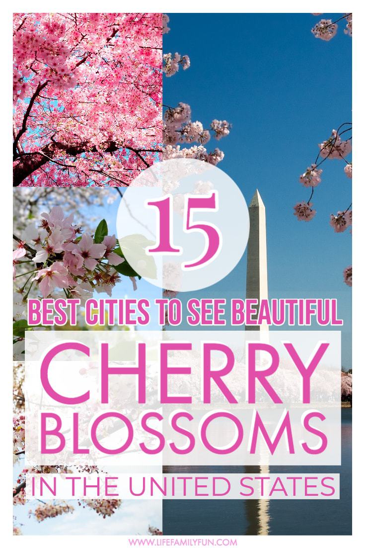 Cherry Blossom Festivals in the US