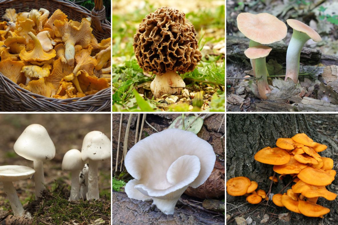 35 Different Types of Mushrooms and Their Uses