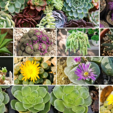 70 Different Types of Succulents to Include in Your Collection