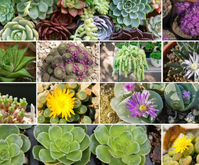 70 Different Types of Succulents to Include in Your Collection