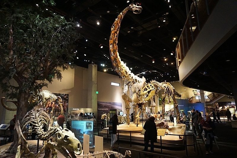800px-Perot_Museum_of_Nature_and_Science_February_2018_1_(Life_Then_and_Now_Hall)