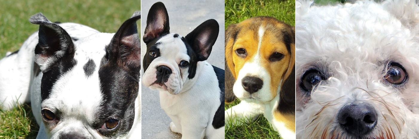 9 Best Small Dogs for Families with Kids