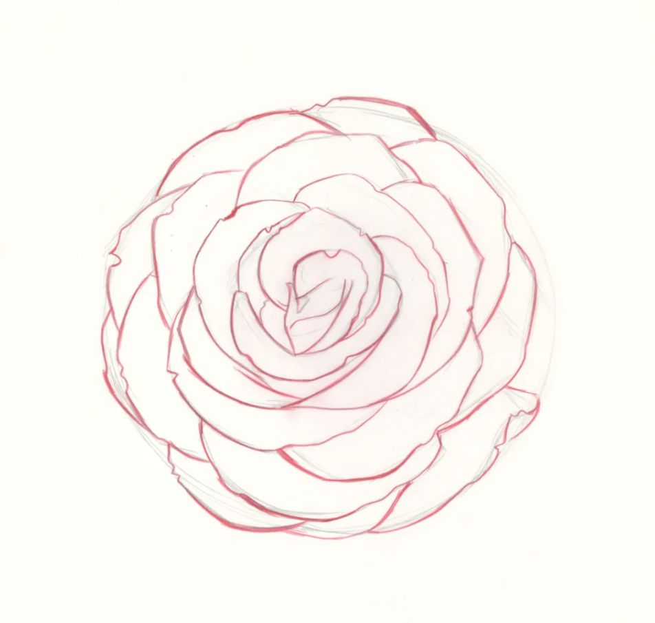A Beginner's Guide to Drawing Roses