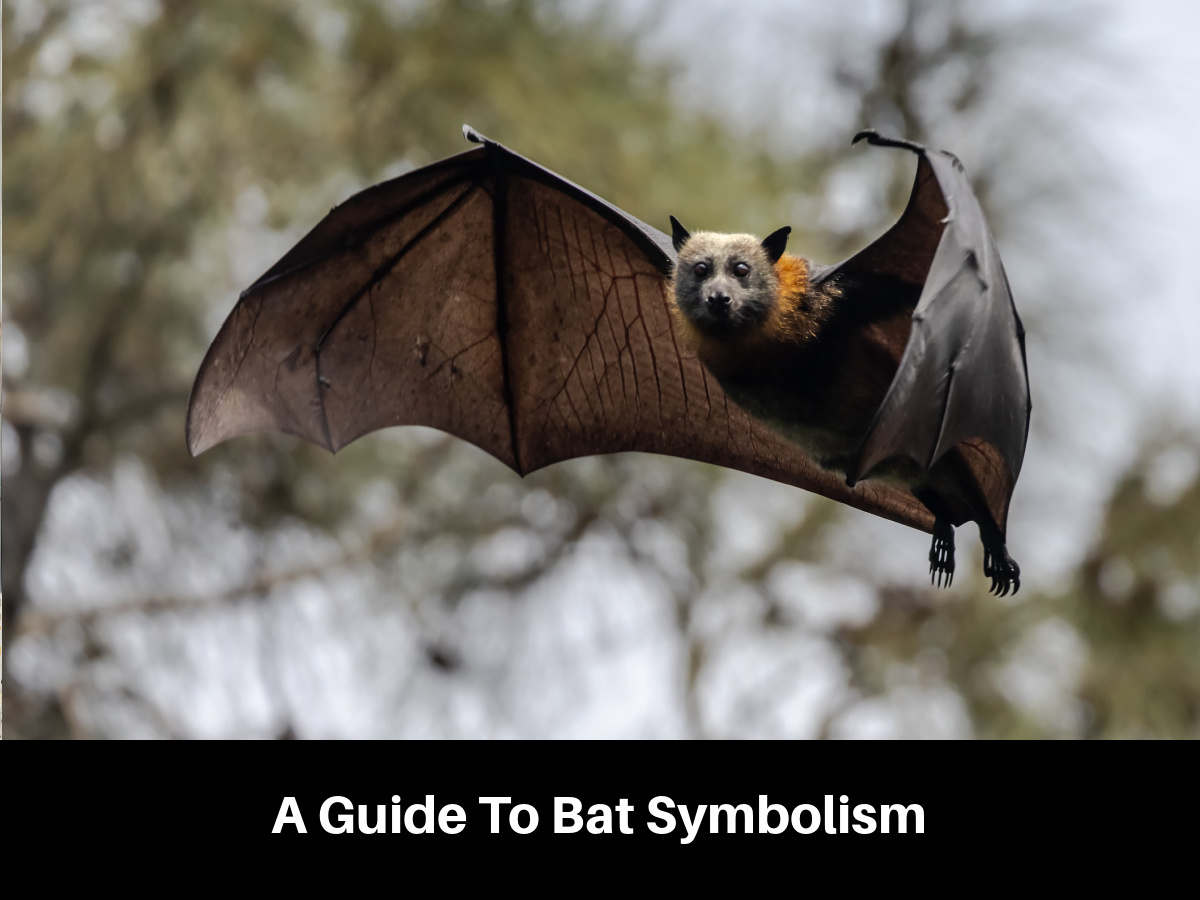 A Guide To Bat Symbolism