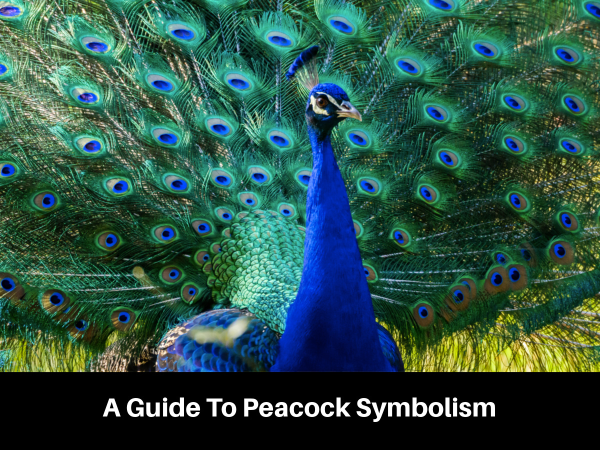 A Guide To Peacock Symbolism