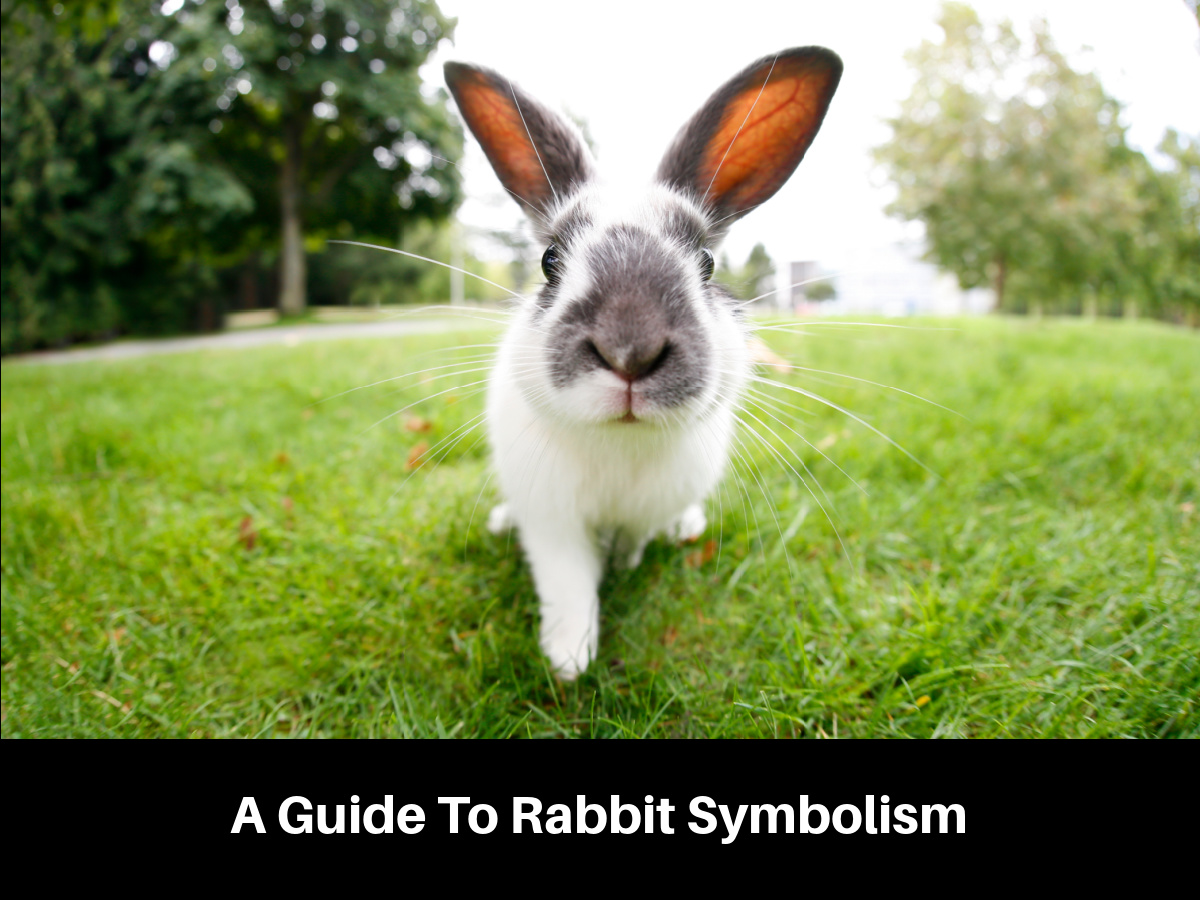 A Guide To Rabbit Symbolism
