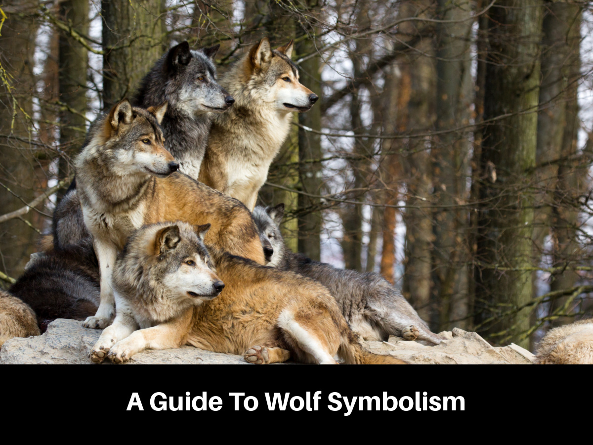 A Guide To Wolf Symbolism
