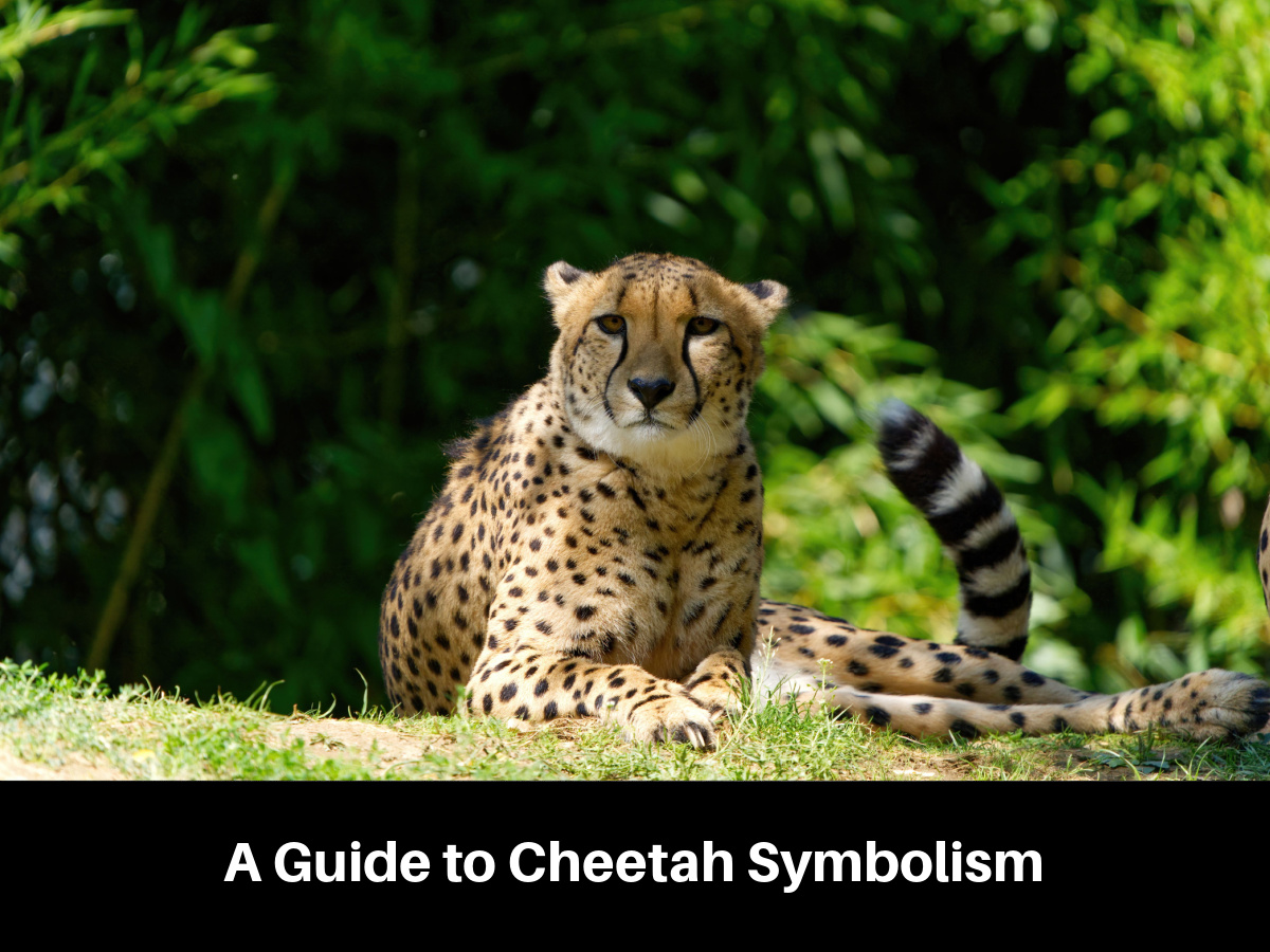 A Guide to Cheetah Symbolism