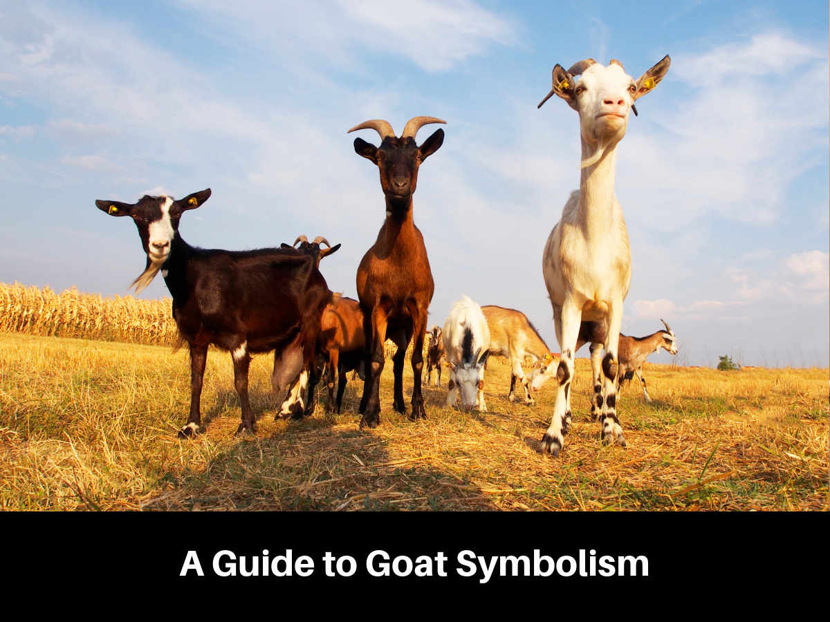 A Guide to Goat Symbolism