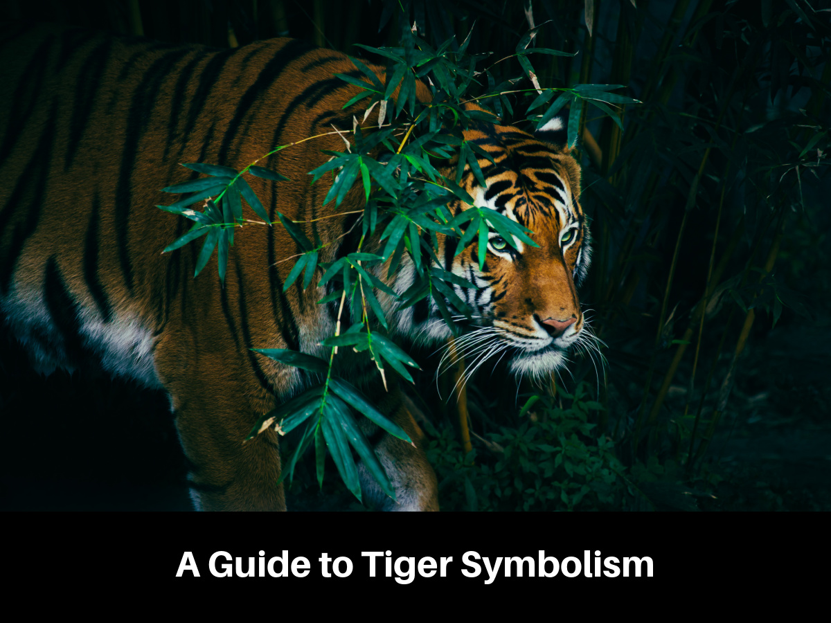 A Guide to Tiger Symbolism