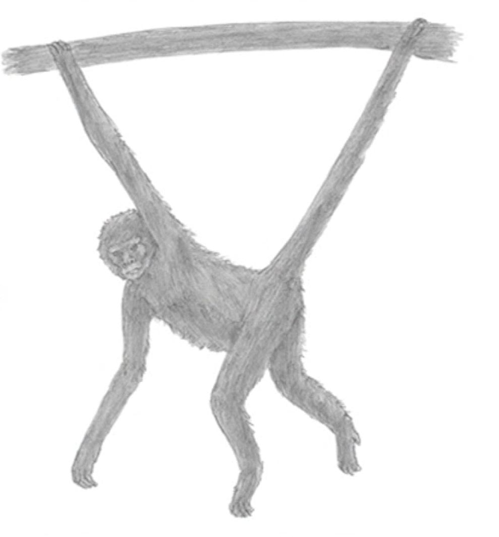 A Spider Monkey Drawing Tutorial