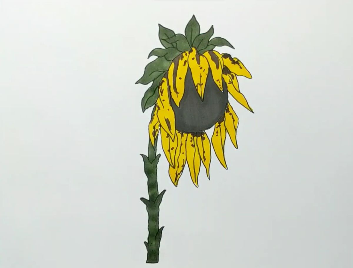 A Wilted Sunflower Drawing Tutorial