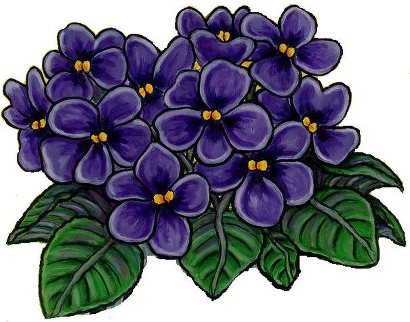 how to draw an African Violet