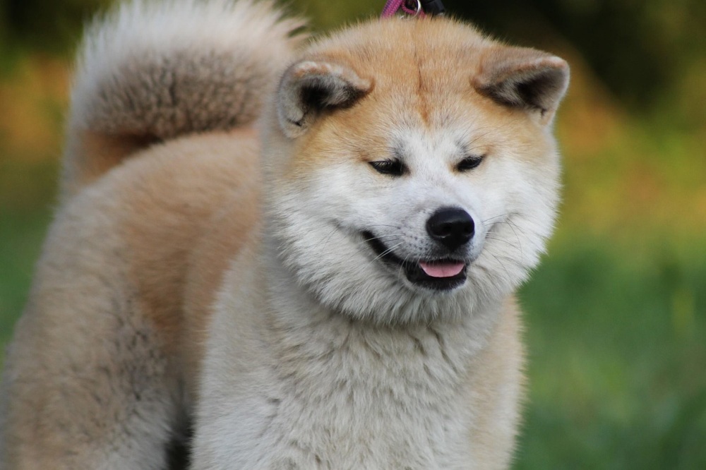 Akita dog breed for family protection