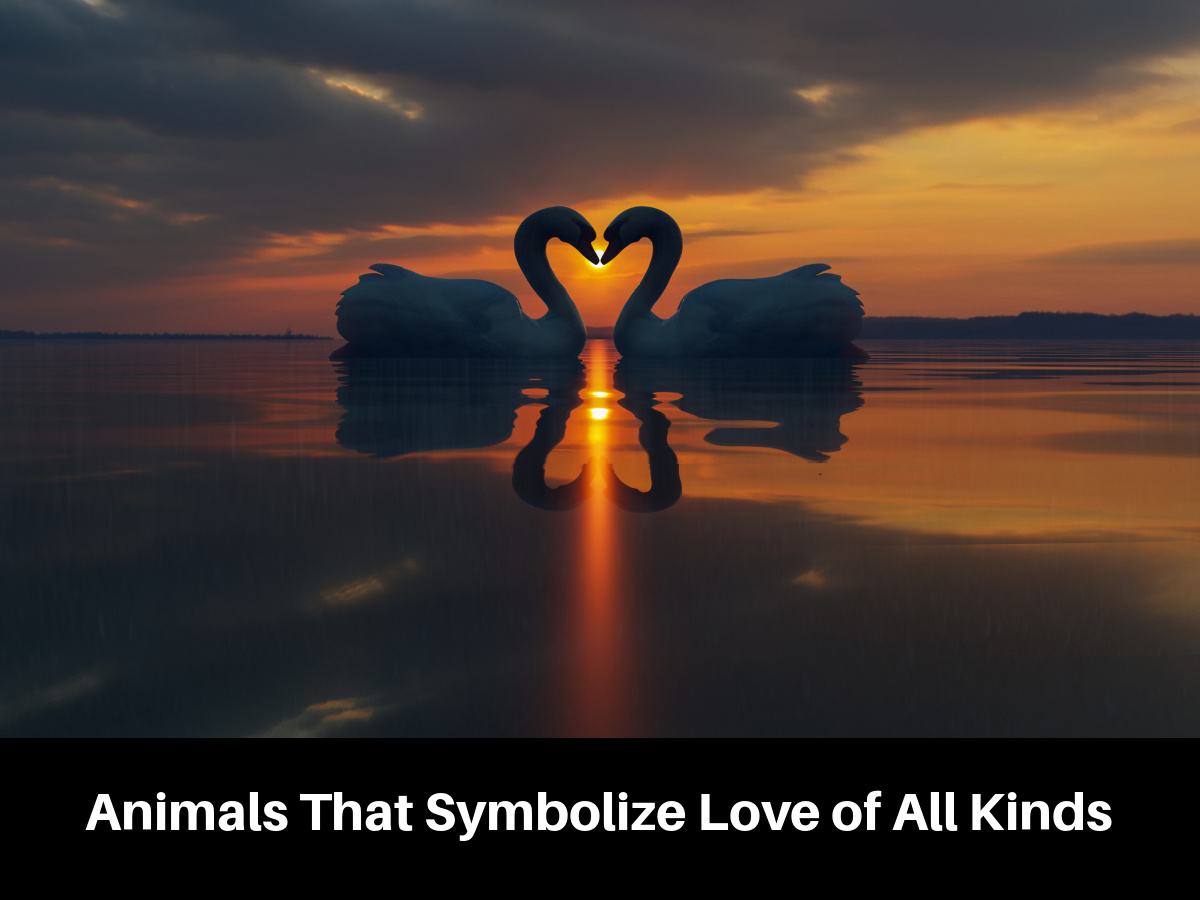Animals That Symbolize Love of All Kinds
