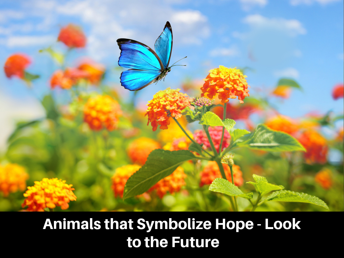 Animals that Symbolize Hope - Look to the Future