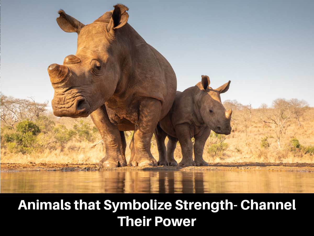 Animals that Symbolize Strength- Channel Their Power