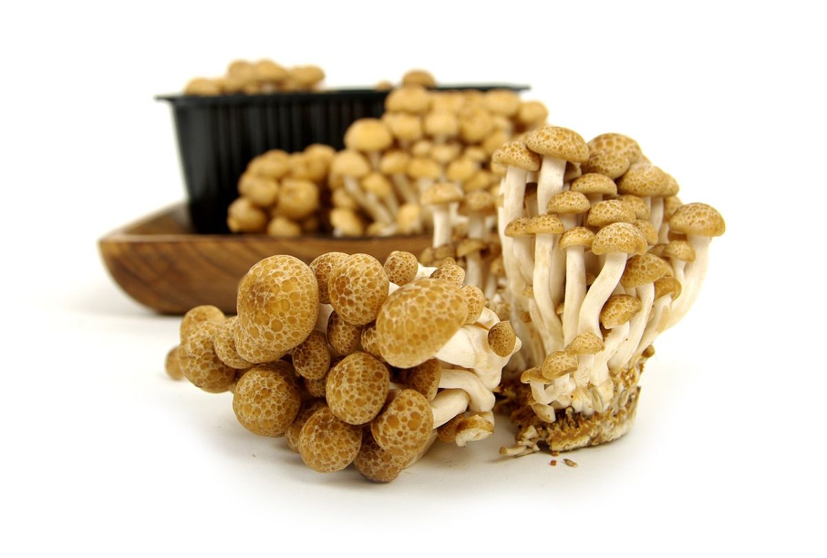 Beech Mushrooms