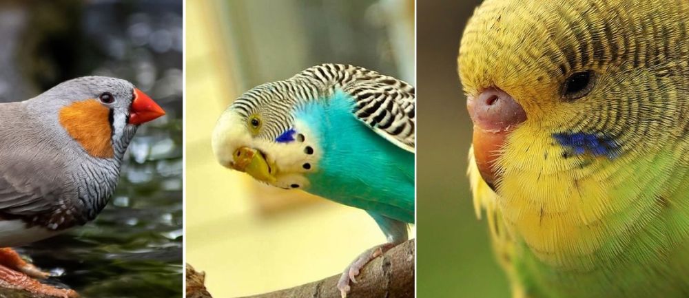 Best Pet Birds for Kids and Families