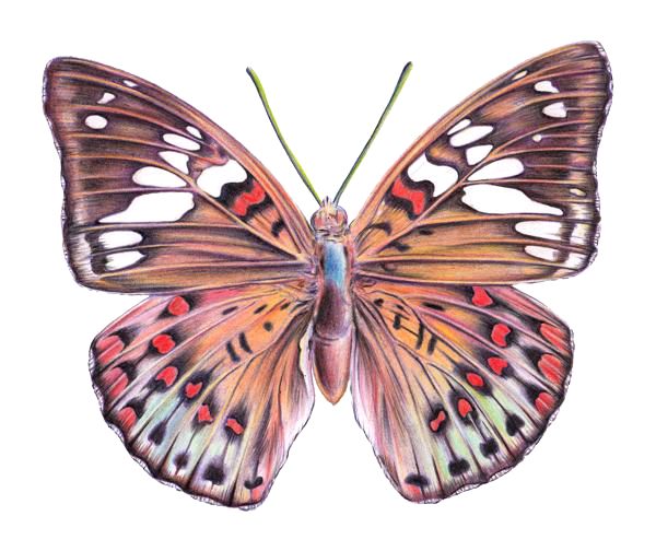 Butterfly Drawing with Colored Pencils