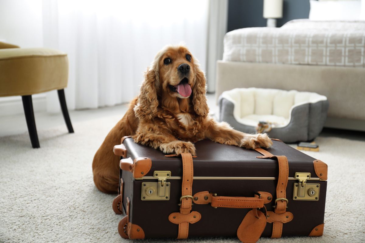 Can You Leave Dogs Alone During a Vacation