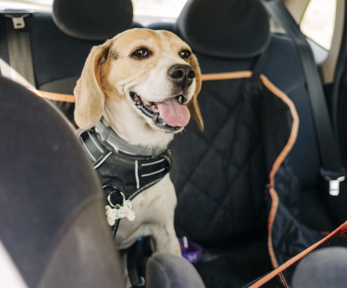 Car Anxiety for Dogs