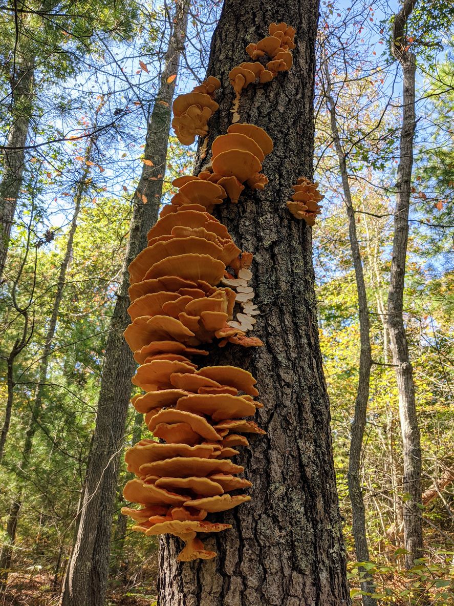 Chicken of the Woods Mushrooms