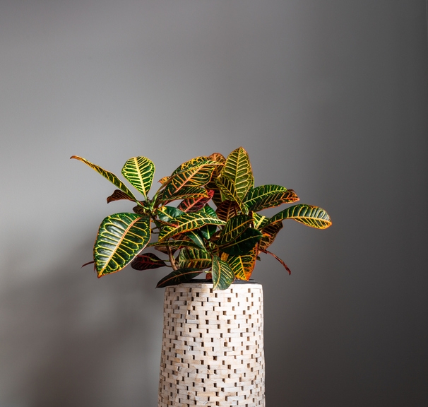Croton-Plants-in-Your-Home-Care
