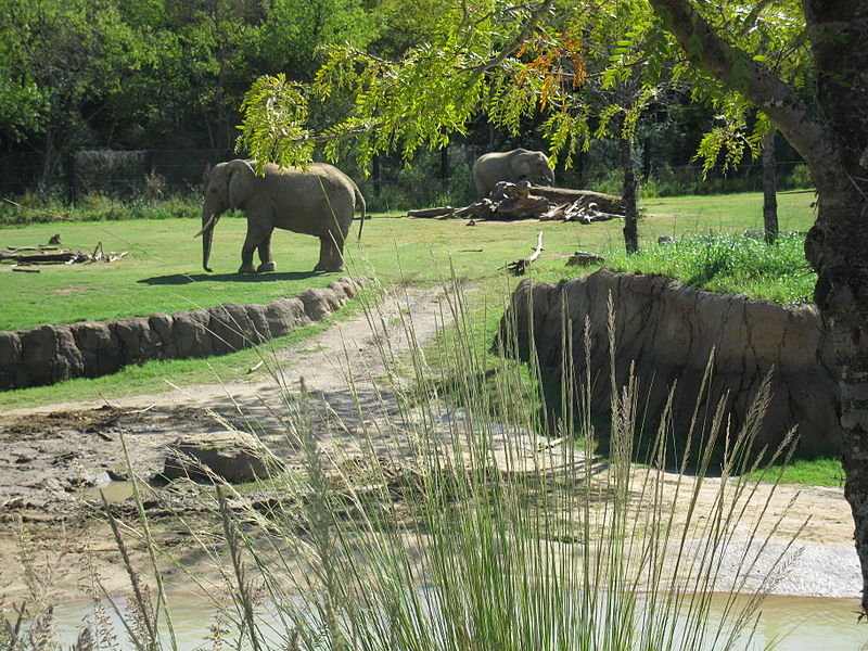Elephant at Dallas Zoo, family friendly things to do in Dallas Fort Worth