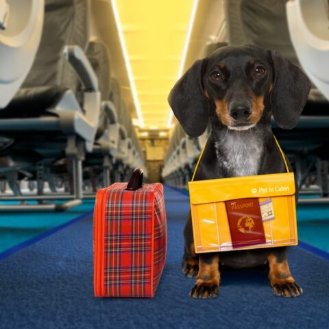 Dog Under Airplane Seat: Tips and Regulations