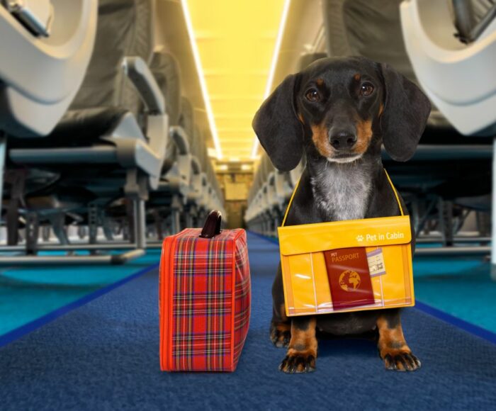 Dog Under Airplane Seat