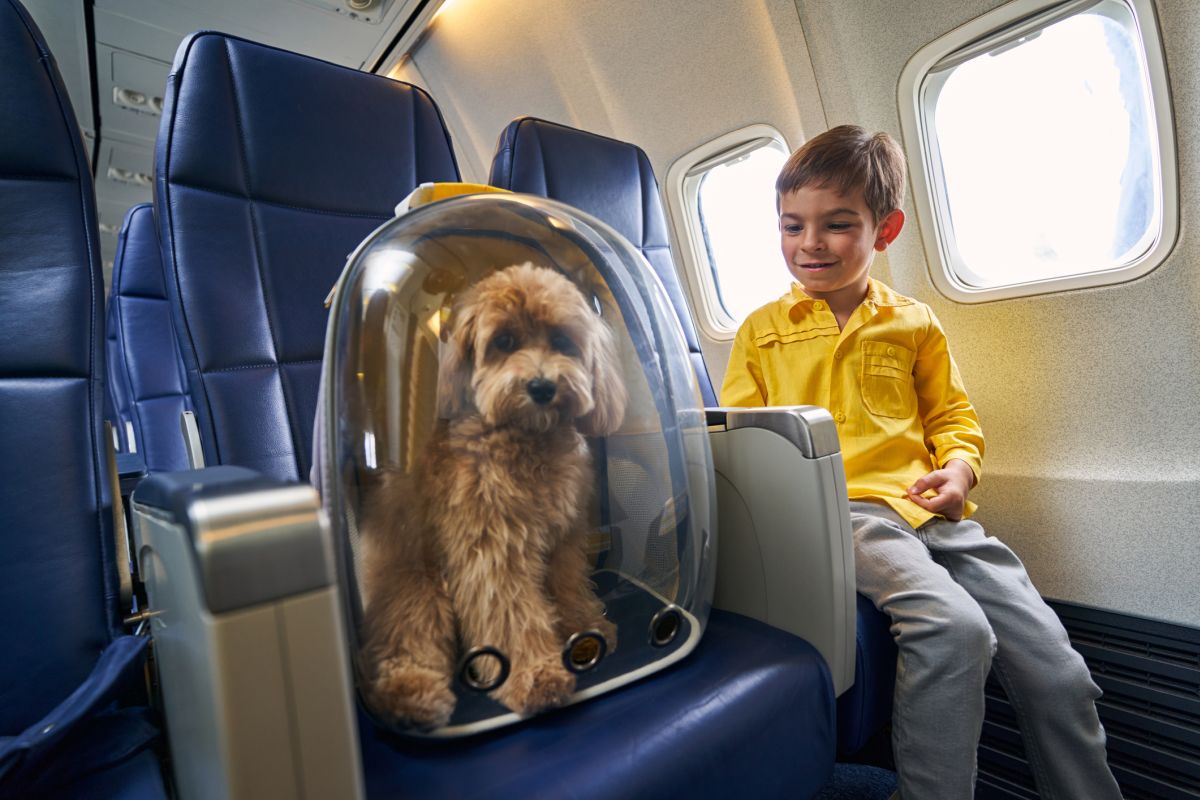 Dog Under Airplane Seat Restrictions