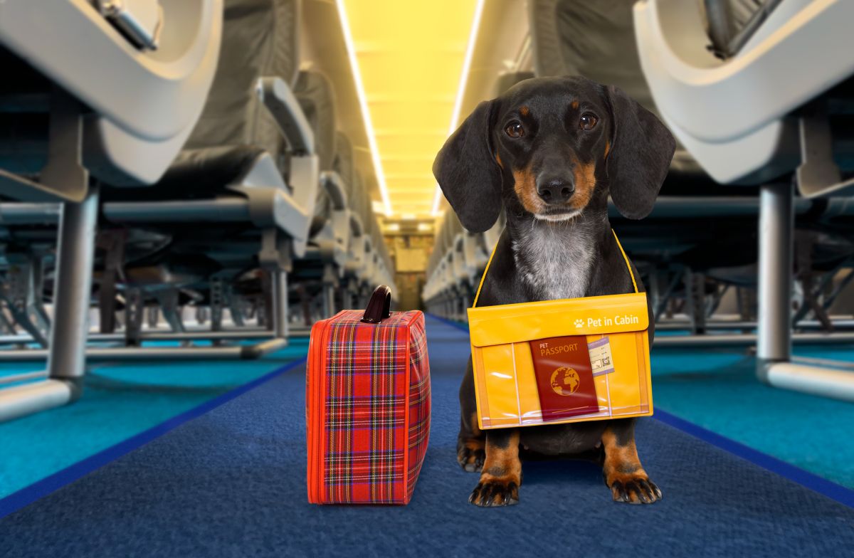 Dog Under Airplane Seat