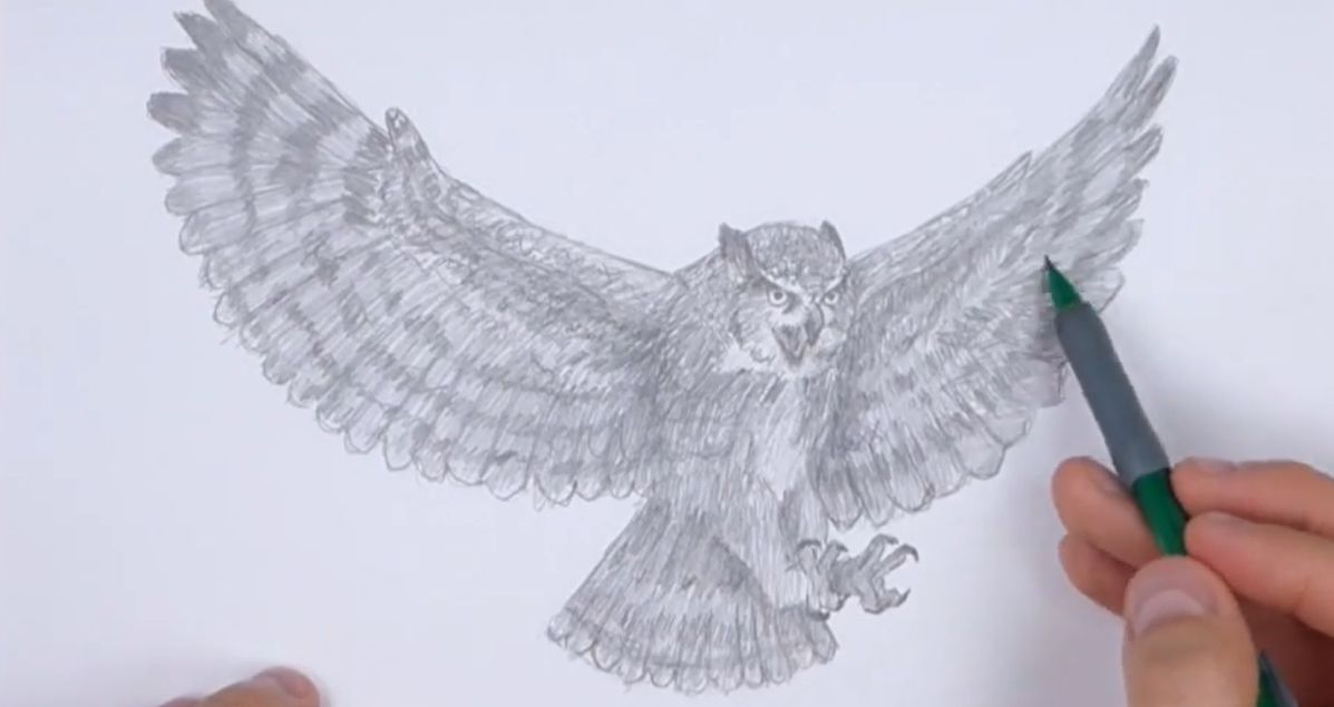 Drawing an Owl Flying Tutorial
