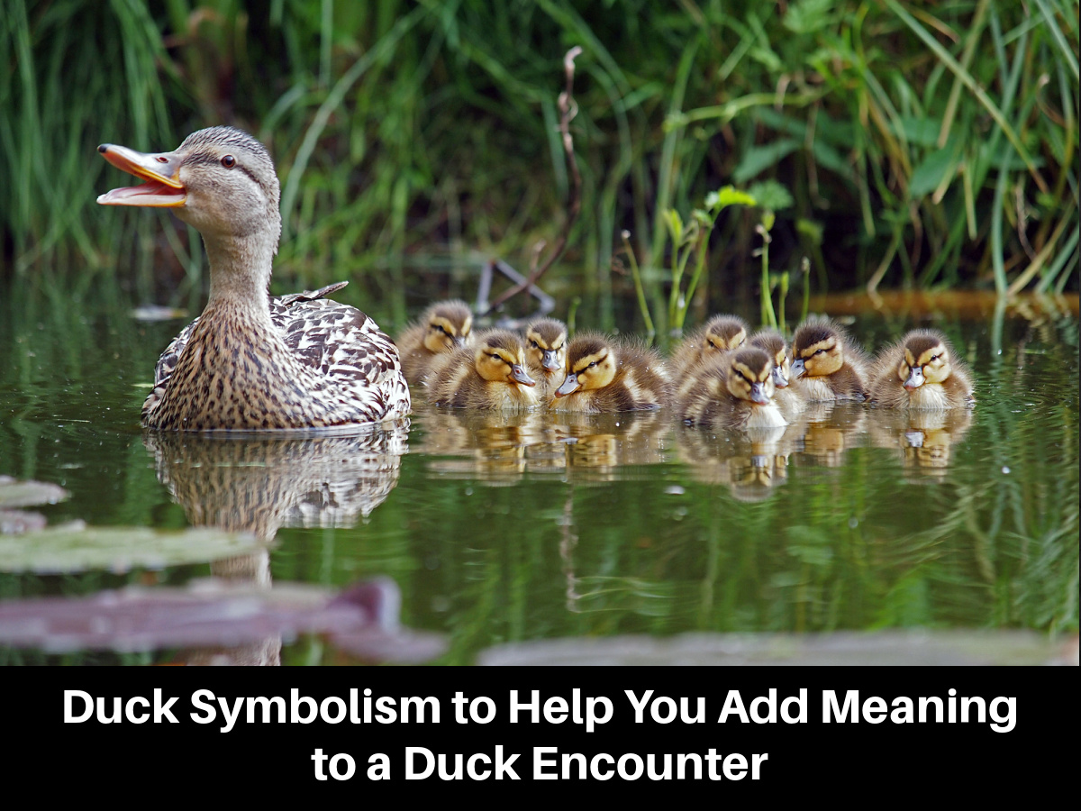 Duck Symbolism to Help You Add Meaning to a Duck Encounter